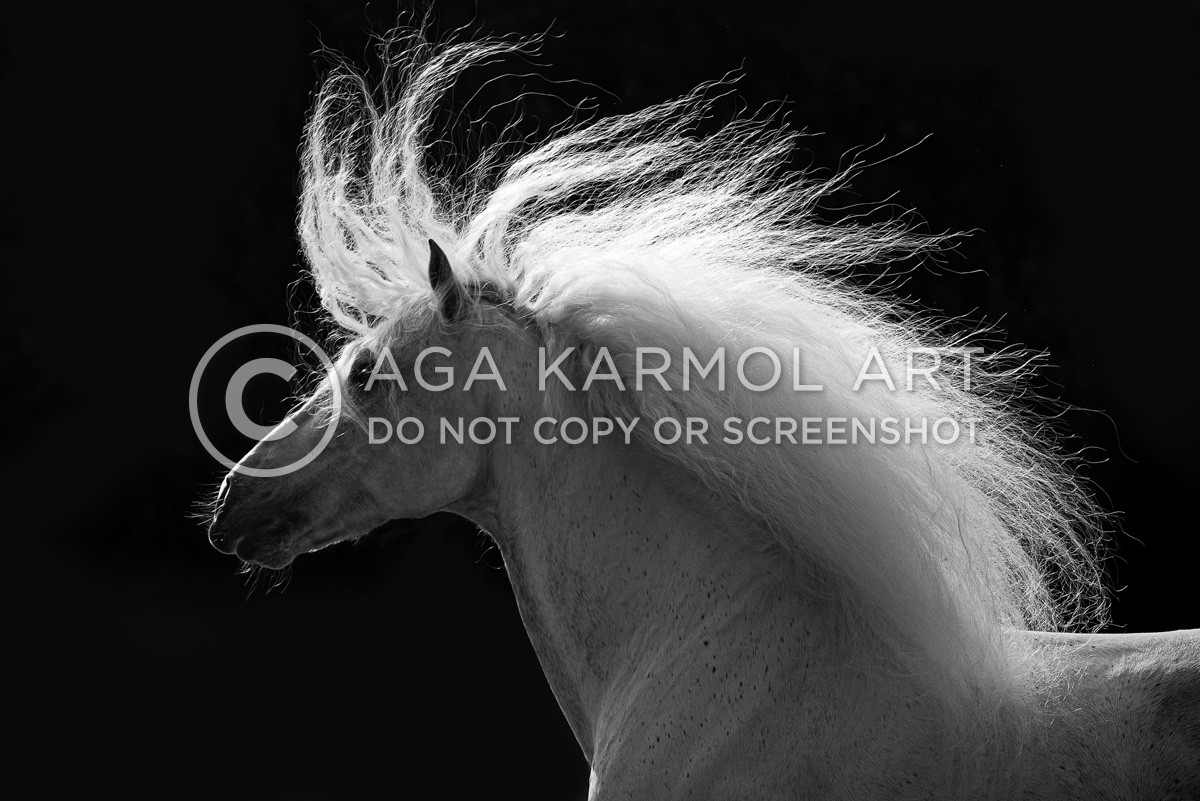 dark-background, grey horse, movement, black&white