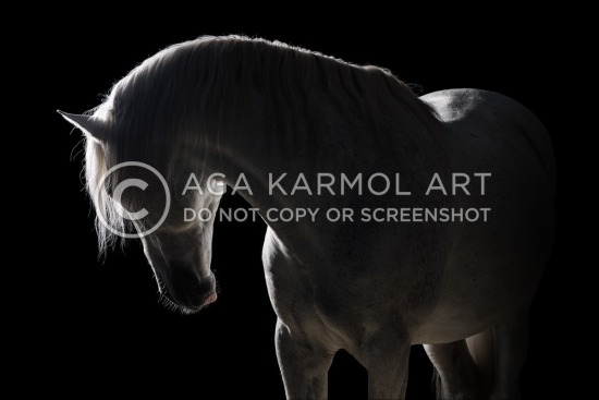 black&white, dark-background, grey horse, andalusian