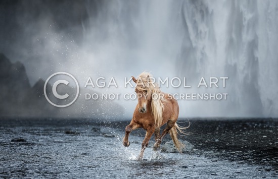 full body, icelandic-horse, movement, chestnut-horse