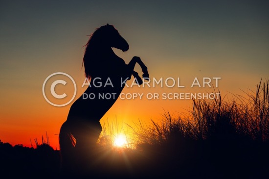 full body, in-landscape, camargue