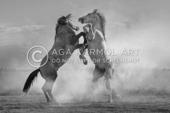 grey horse, in-landscape, movement, full body