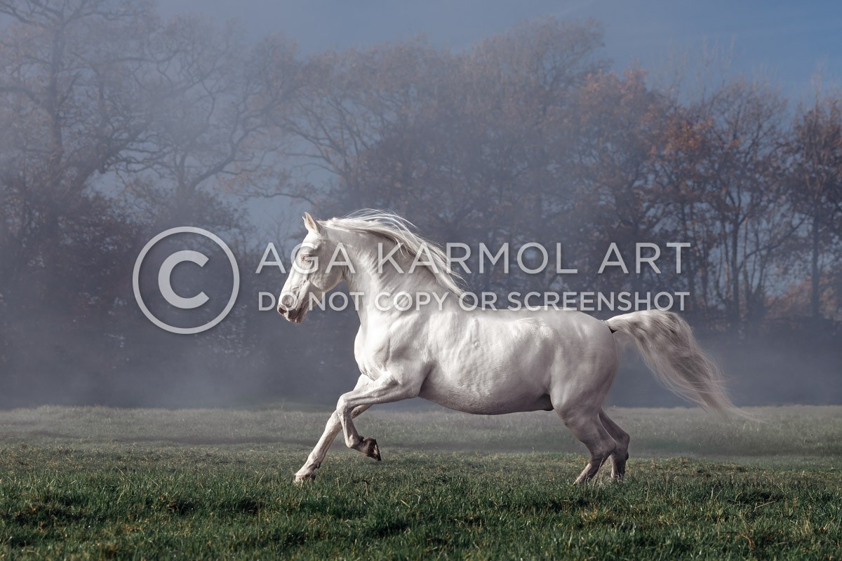 Late Autumn Mist