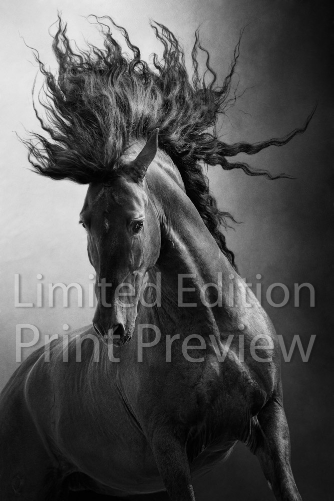 Unbridled | 241010-15-AGA_7015-unbraidled.jpg