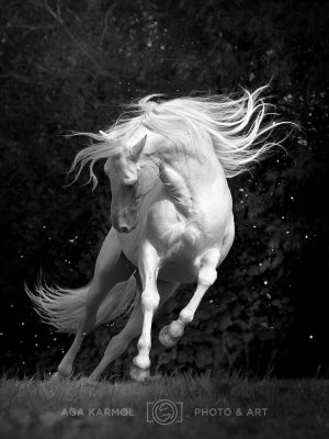 200912-Silver_Dancer.jpg