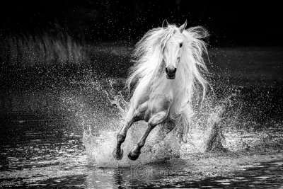 240418-17-AGA_7257-bw.jpg