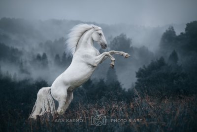240804-HAzy_Dream.jpg
