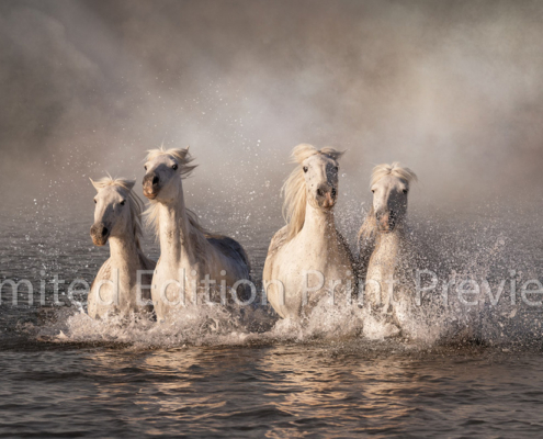 Kelpies of Camargue