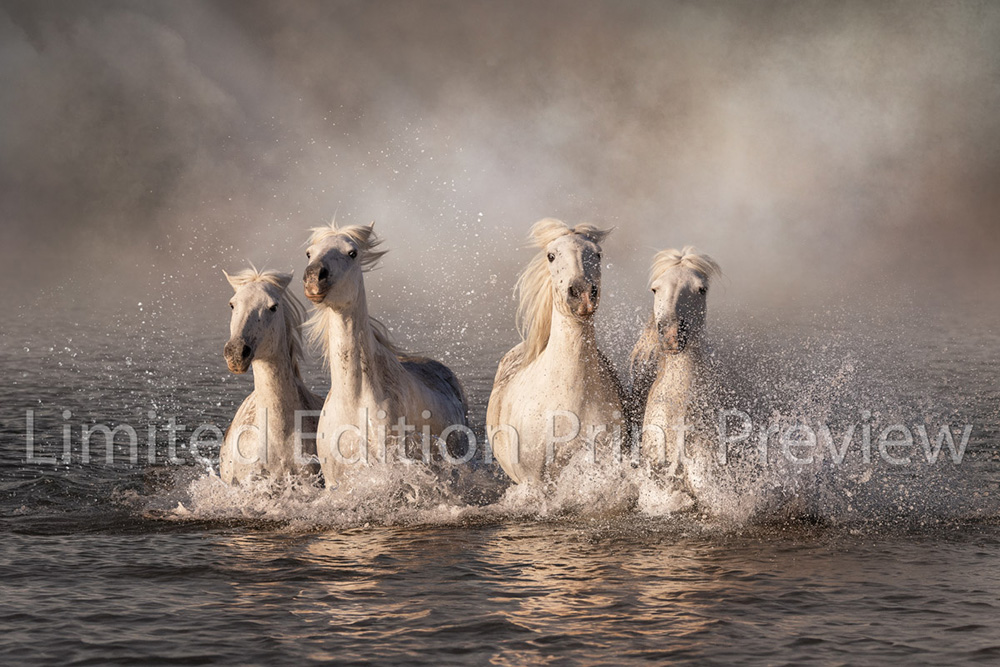 Kelpies of Camargue